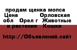 продам щенка мопса › Цена ­ 8 000 - Орловская обл., Орел г. Животные и растения » Кошки   